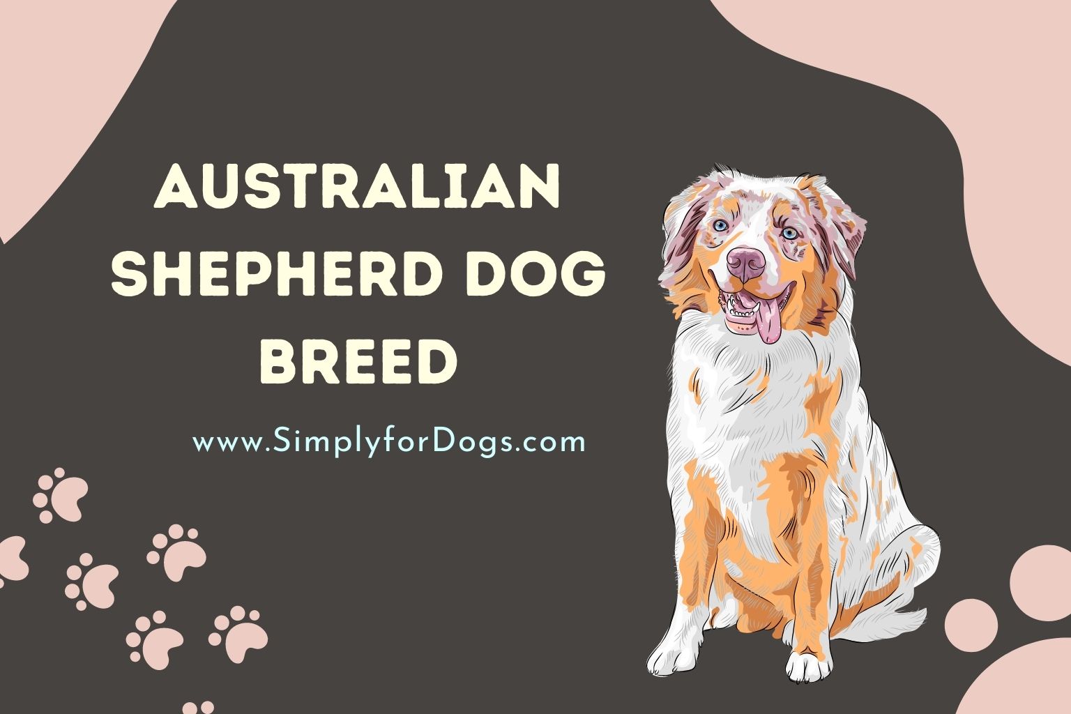 Australian Shepherd Dog Breed