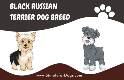 Black Russian Terrier Dog Breed