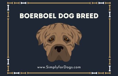 Boerboel Dog Breed