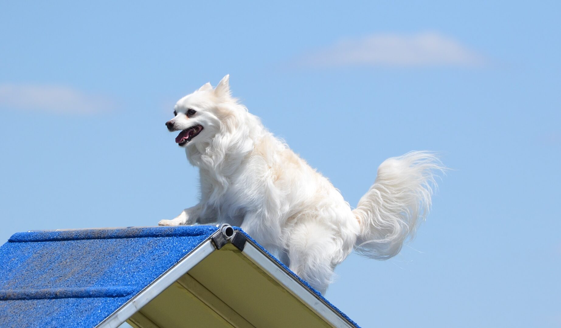 American Eskimo Dog