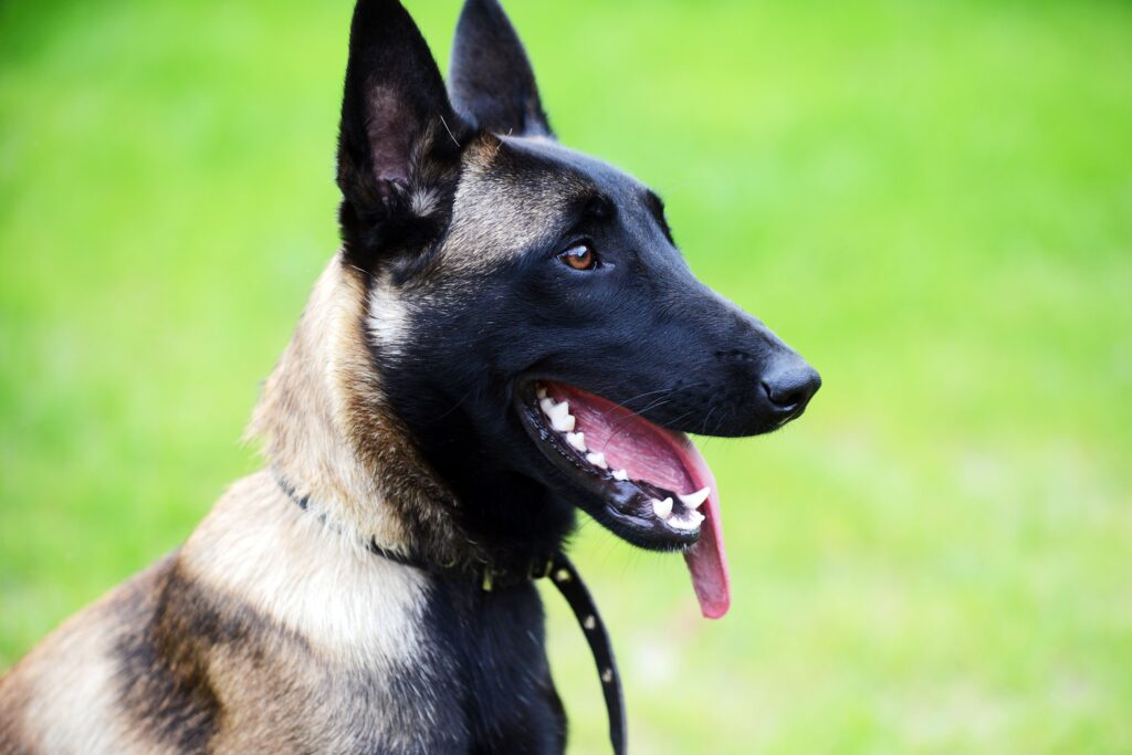 Belgian Malinois Dog Puppy Rescue Price Temperament More Video 