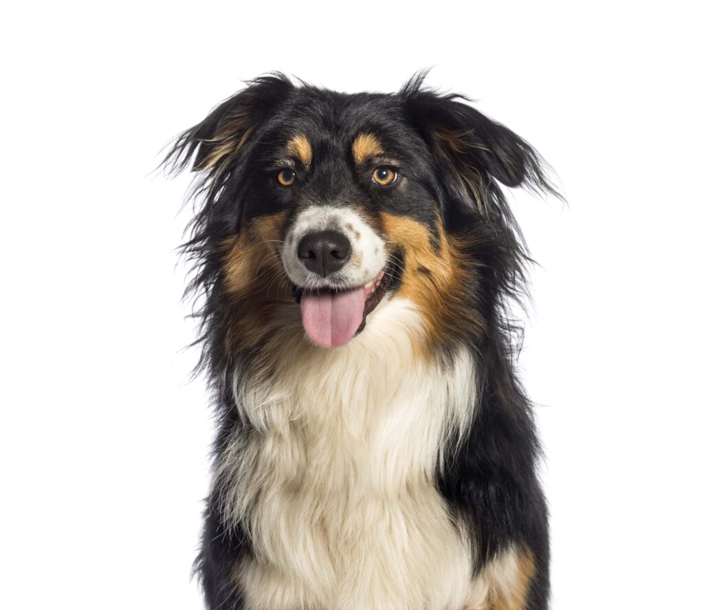 Australian Shepherd Dog Breed: Puppy, Mini, For Sale, Mix 