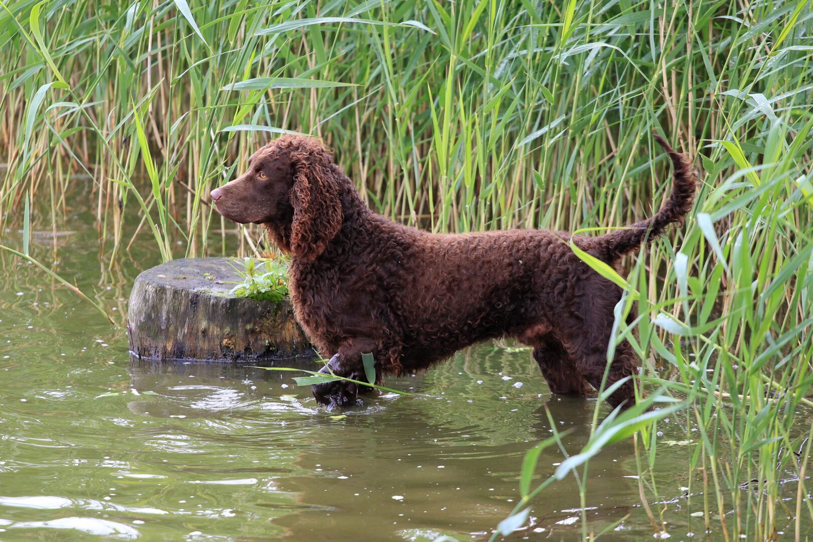 American Water Spaniel Dog