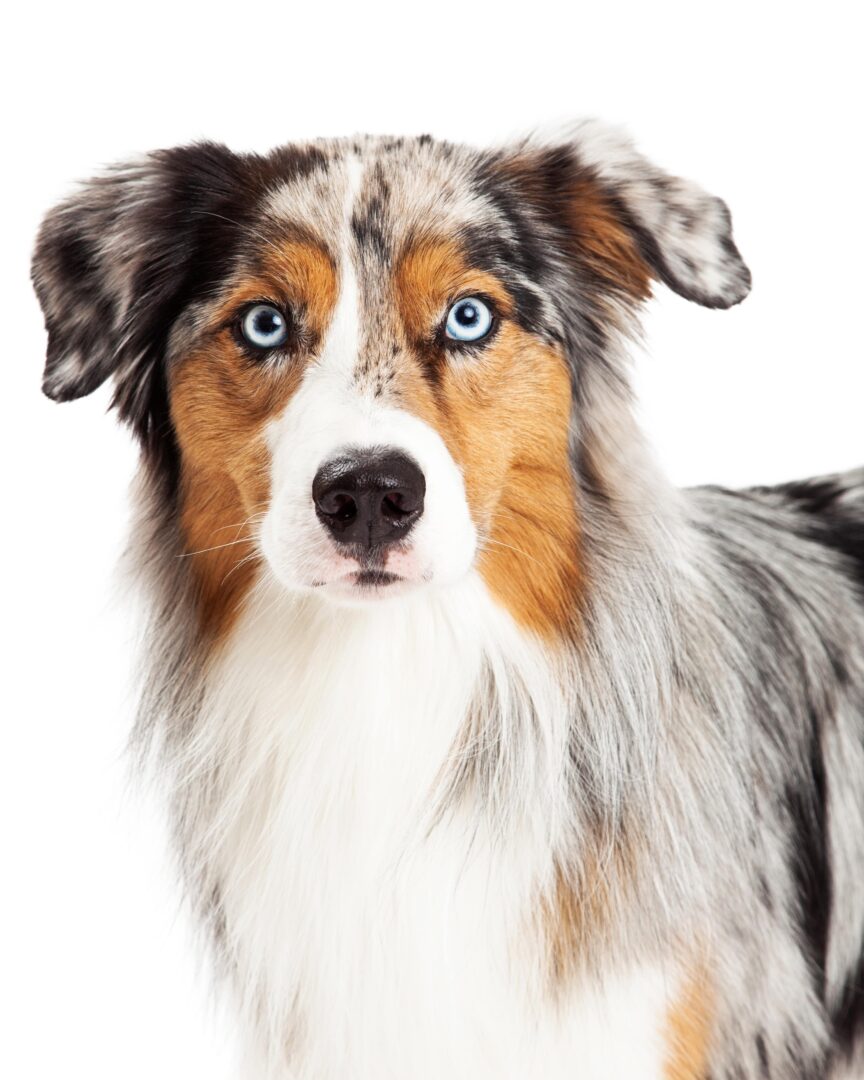 Australian Shepherd Dog