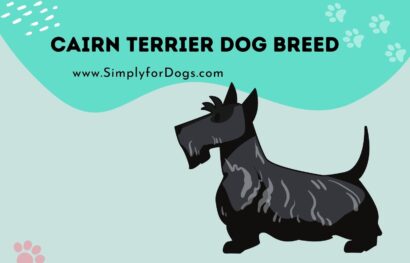 Cairn Terrier Dog Breed