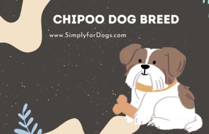 Chipoo Dog Breed