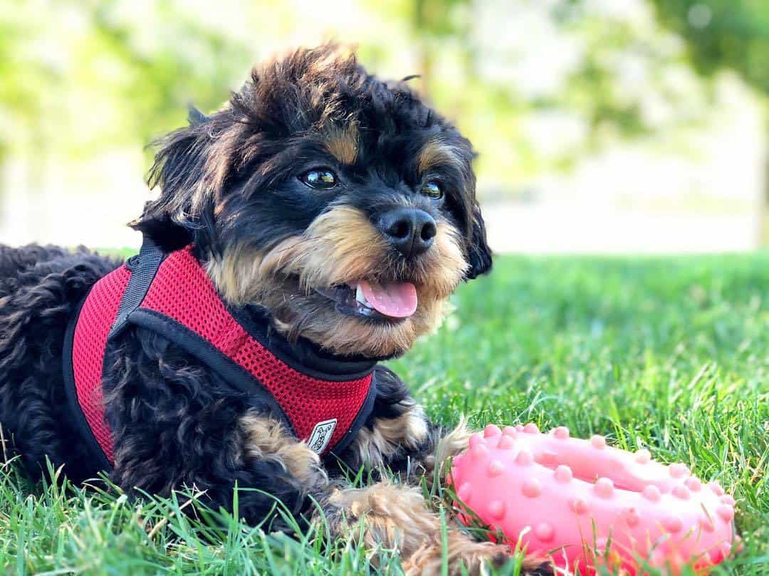 toy chipoo puppies