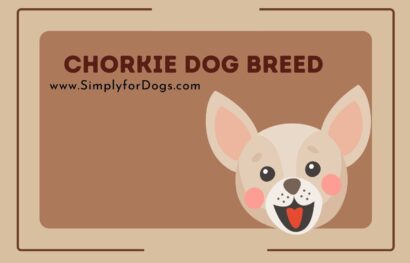 Chorkie Dog Breed