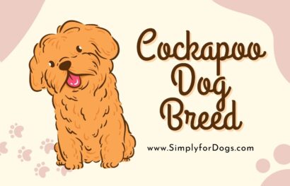 Cockapoo Dog Breed