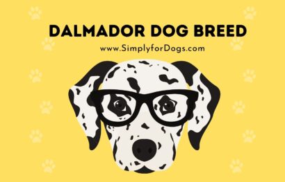 Dalmador Dog Breed