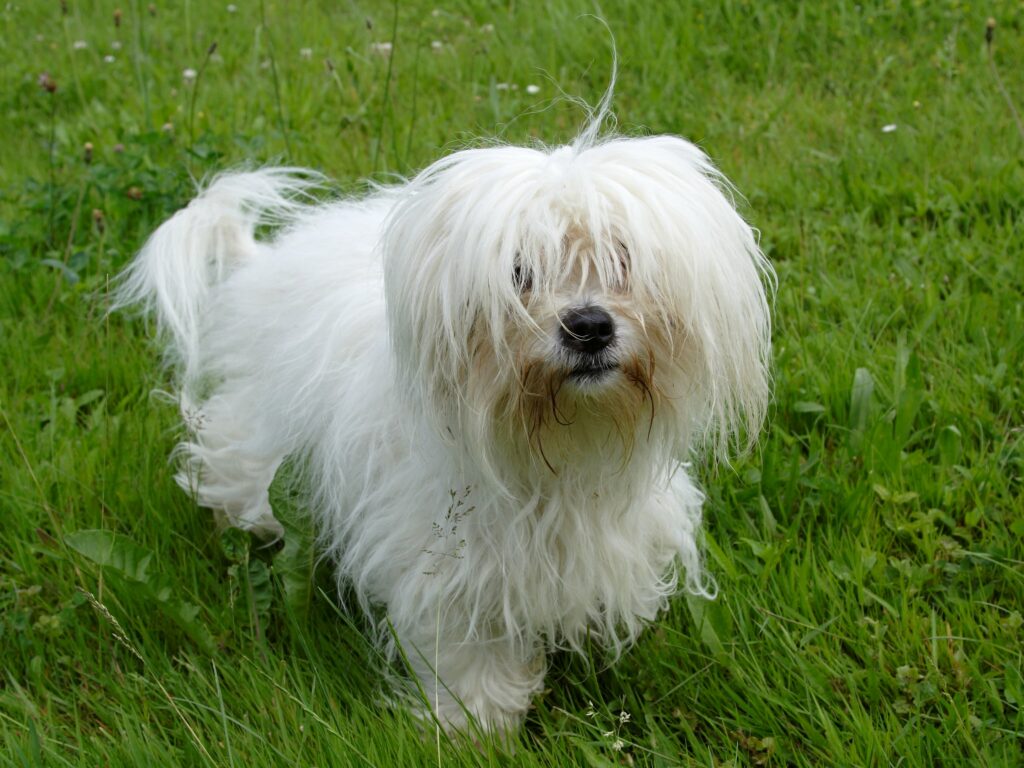 Coton de Tulear Dog Breed: Puppies, Rescue, Breeders, Price& More