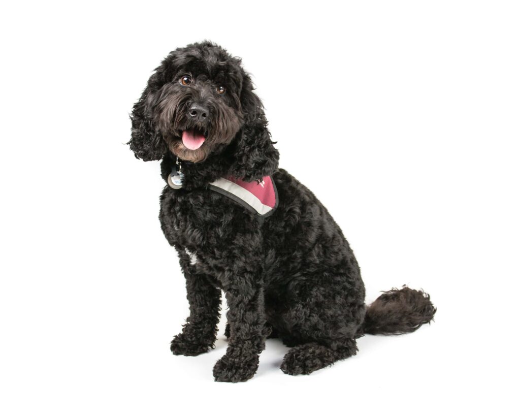 Cockapoo Dog Breed Puppies Sale Breeders Rescue Lifespan More Simply For Dogs