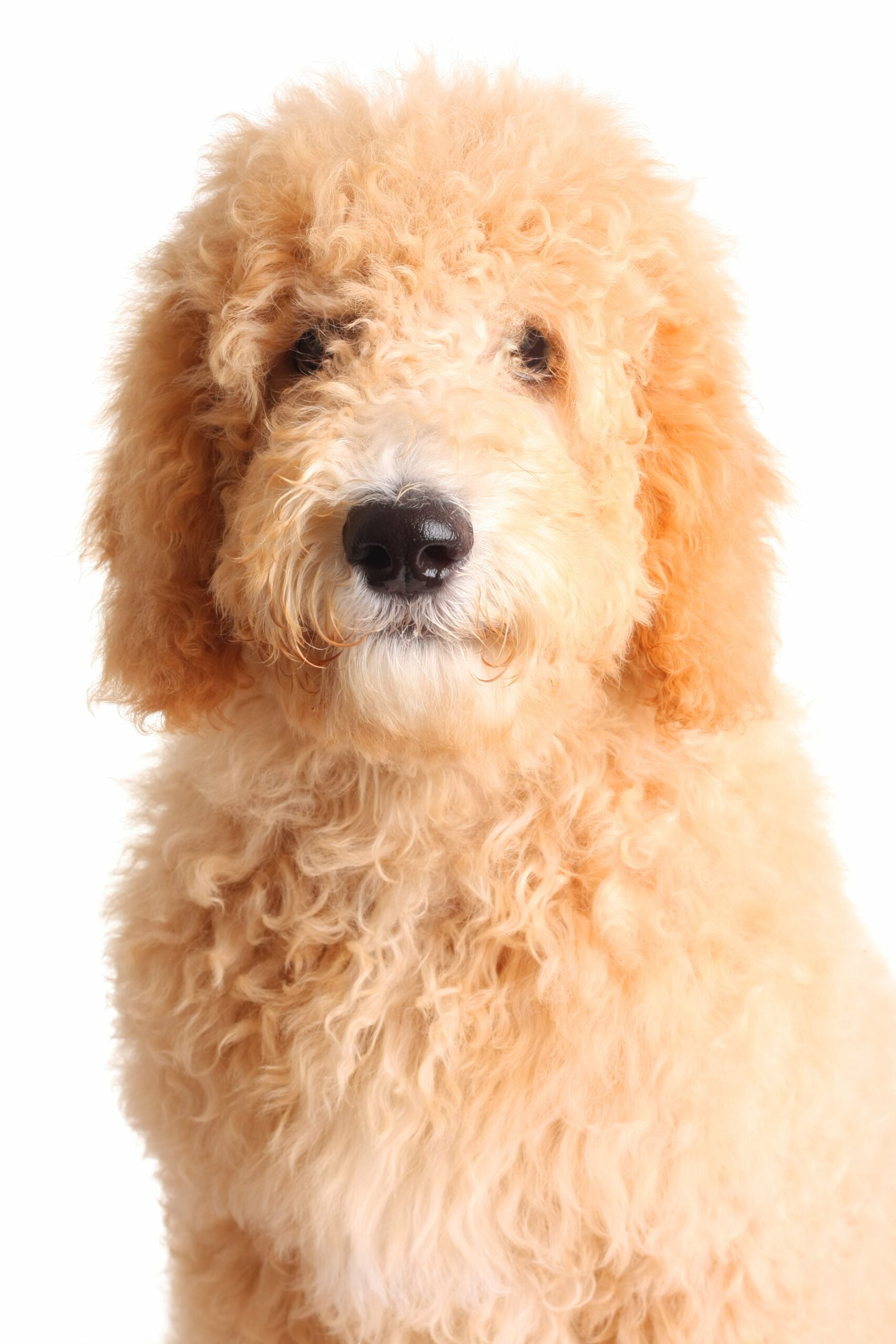 double doodle dog breed: puppies, breeders, price, rescue