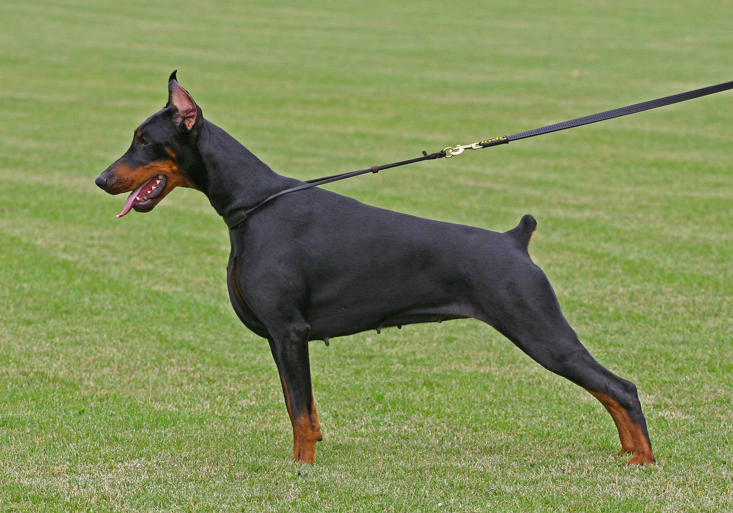 Doberman Pinscher Dog Breed Puppies, Price, Colors, Breeders & More