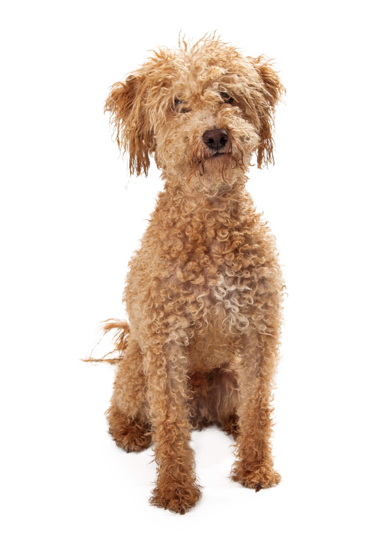 Double Doodle Dog (Diet, Treatment & Pet Tips) Simply For Dogs