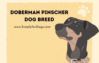 Doberman Pinscher Dog Breed