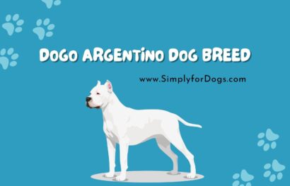 Dogo Argentino Dog Breed