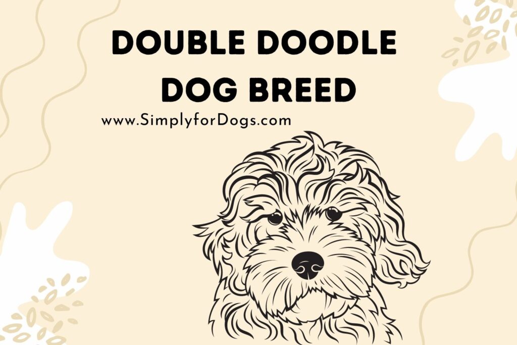 Double Doodle Dog Breed Simply For Dogs
