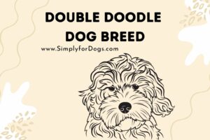 Double Doodle Dog Breed