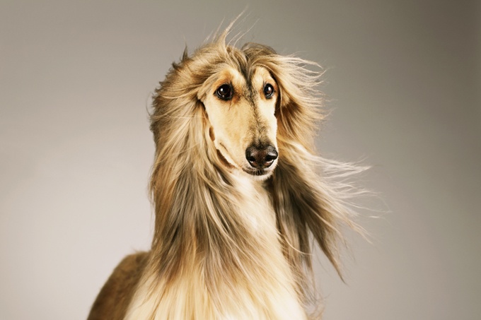 Afghan Hound