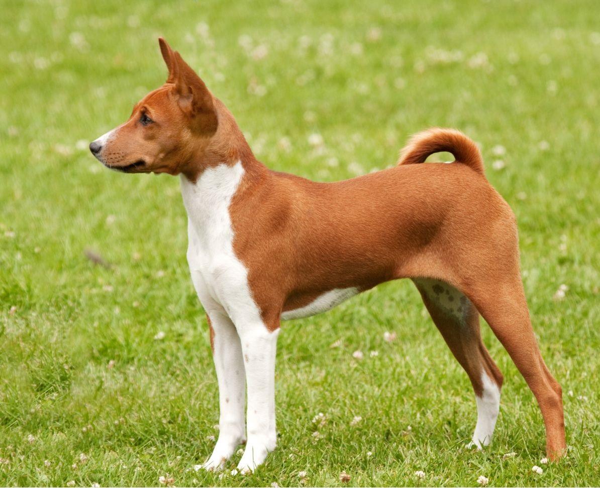 Basenji