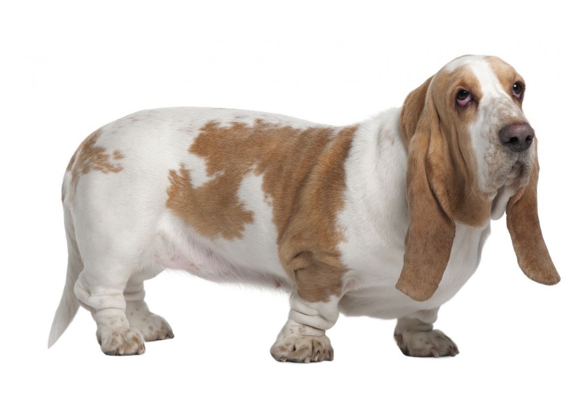 Basset Hound