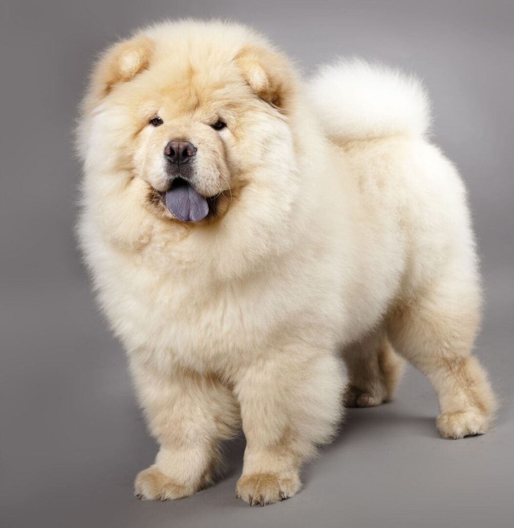 Chow Chow