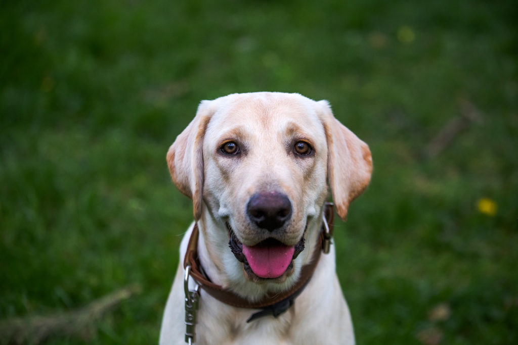 Labrador Retriever