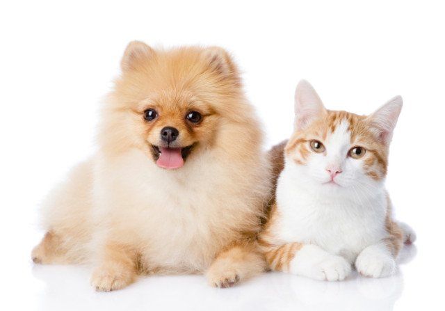 The Most Cat-Friendly Dog Breeds (Beyond Imagination) - Simply For Dogs