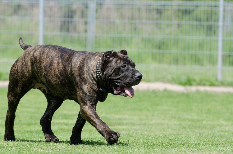 Presa Canario