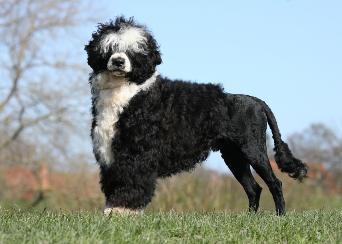 Portuguese Water Dog