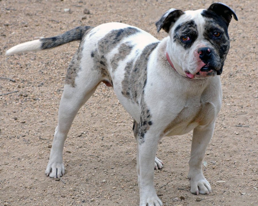 Alapaha Blue Blood Bulldog