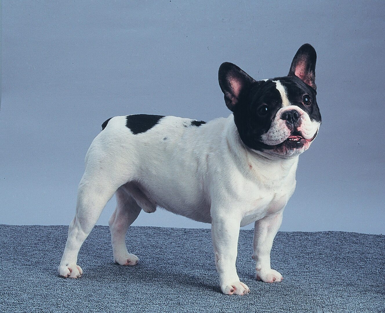 French Bulldog