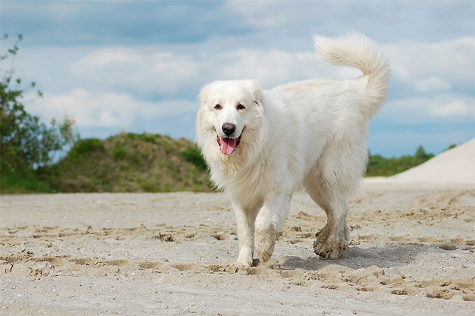 Great Pyrenees