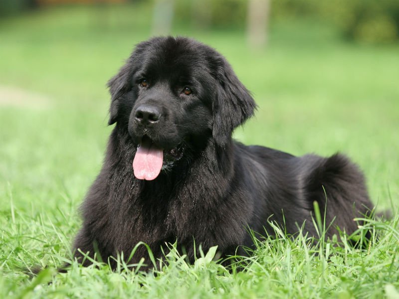 Newfoundlands