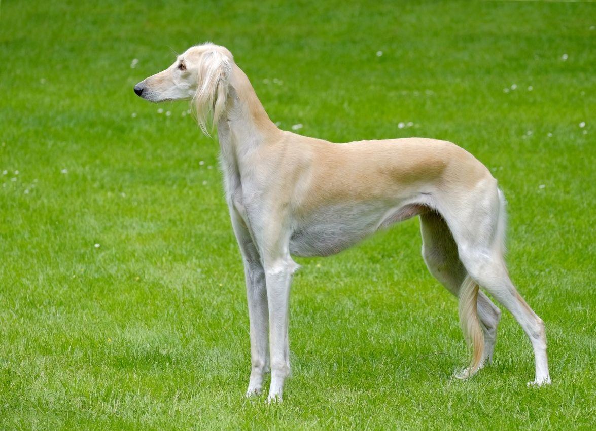 Saluki