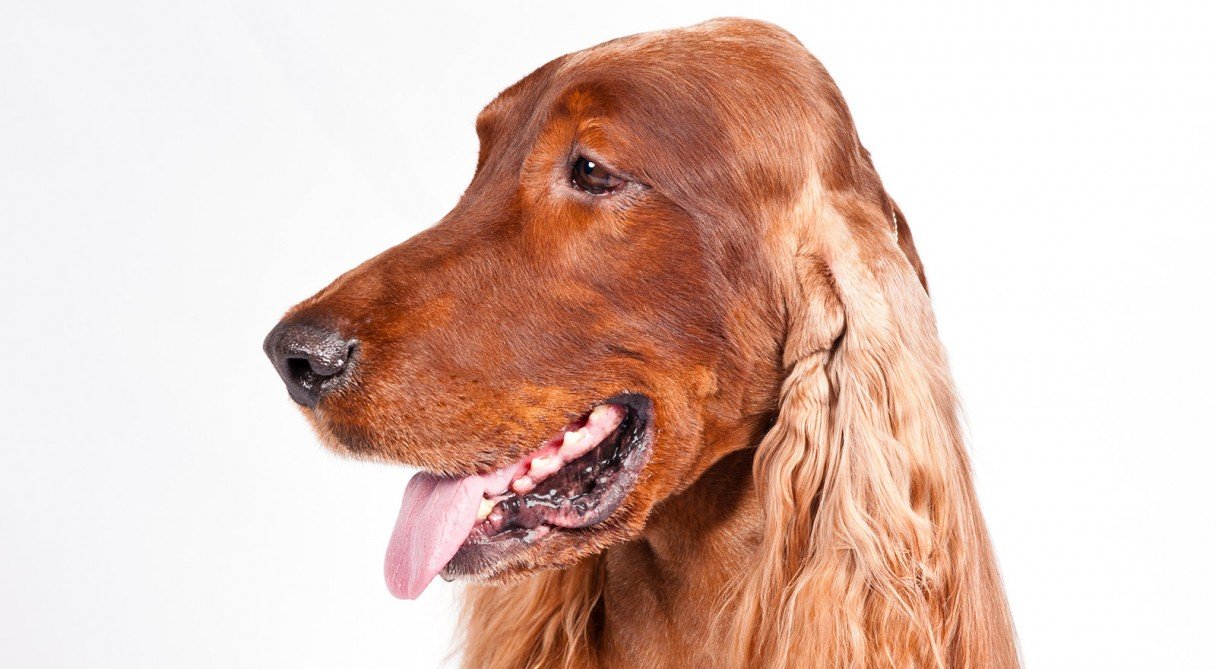 Irish Setter