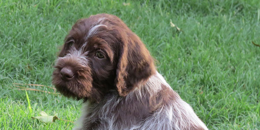 Wirehaired Pointing Griffon