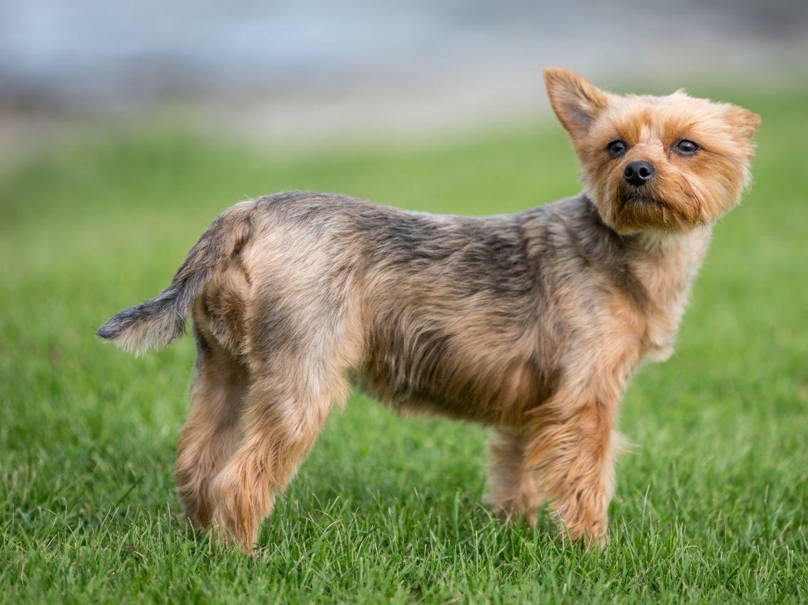 Yorkshire Terrier