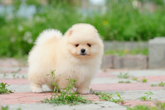 Pomeranian