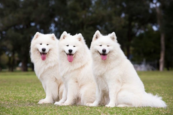 Samoyed