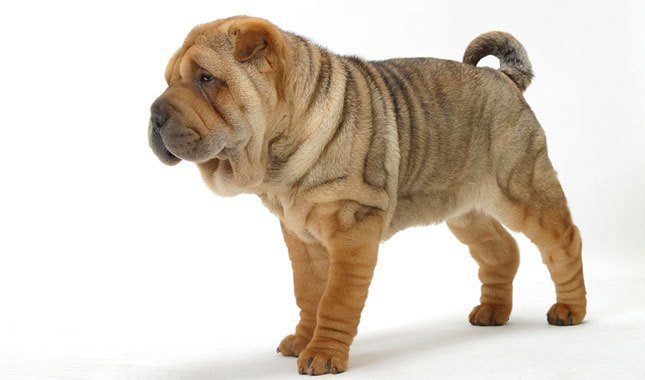 Shar Pei