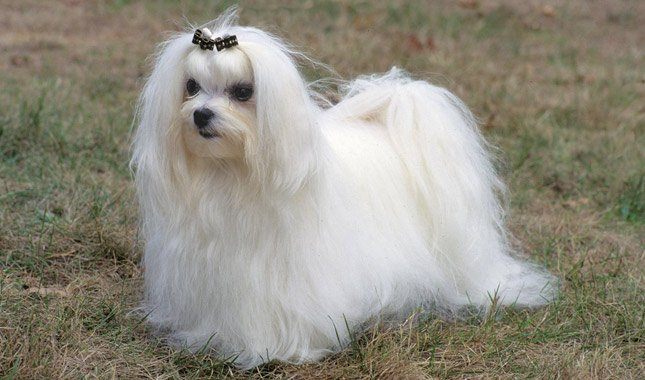 Maltese