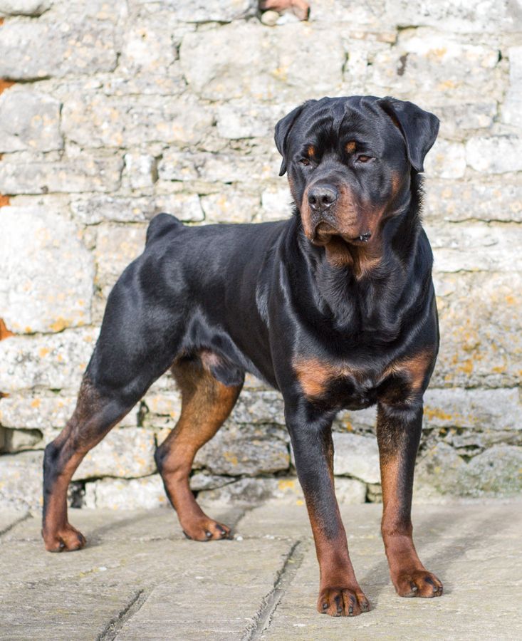 Rottweiler