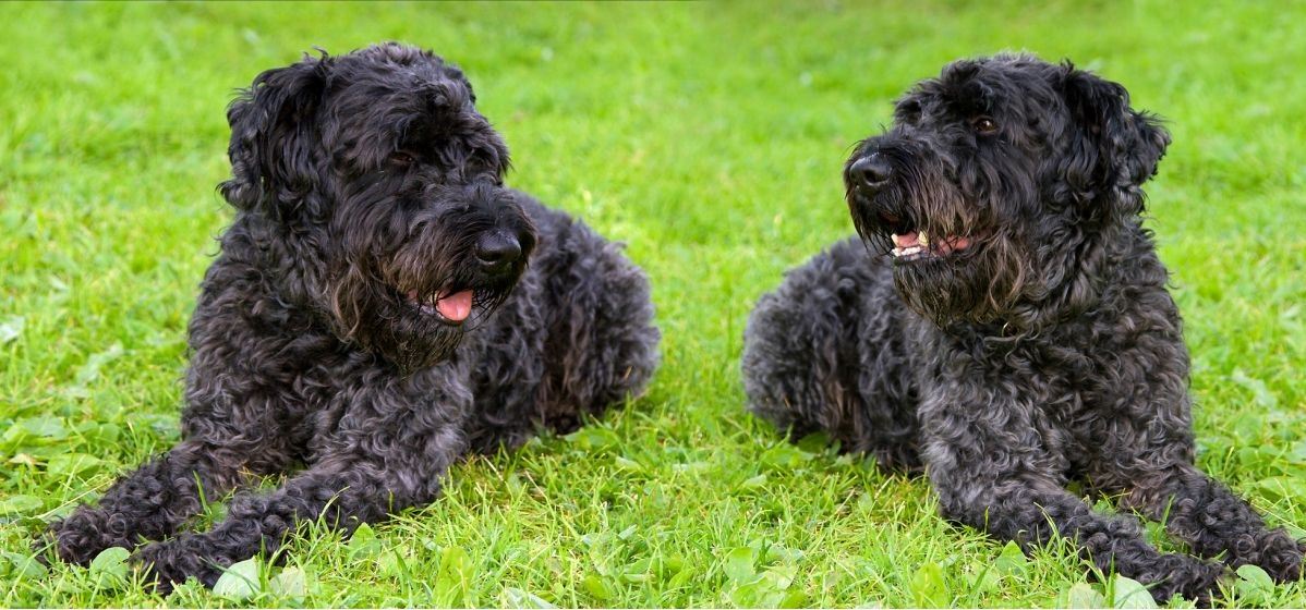 Kerry Blue Terrier