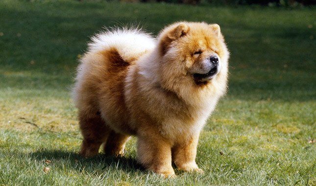 Chow Chow