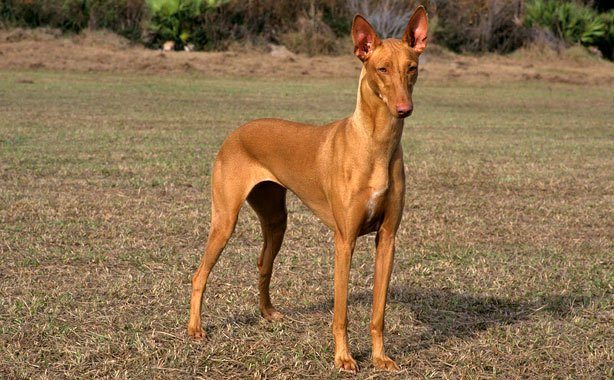 Pharaoh Hound