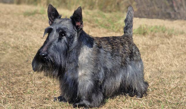 Scottish Terriers