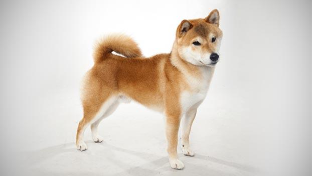 Shiba Inu