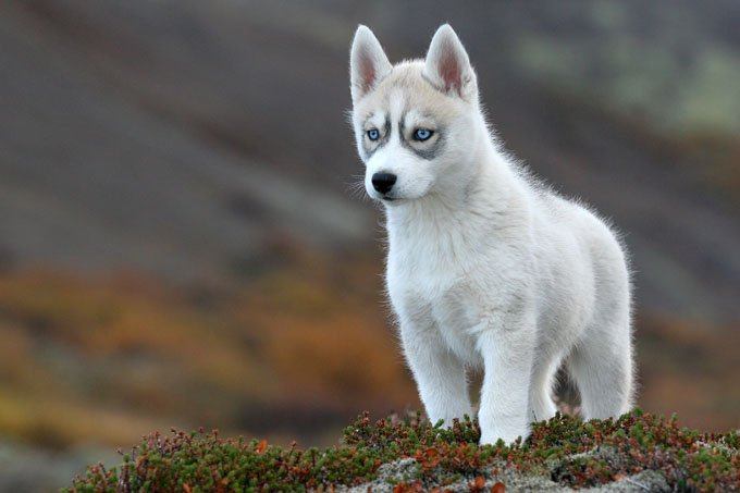 Siberian Husky